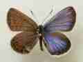 Plebejus argus (bilateral gynandromorph, Yamagata Japan 2014) [Internet image property of respective owner, non commercial use only]